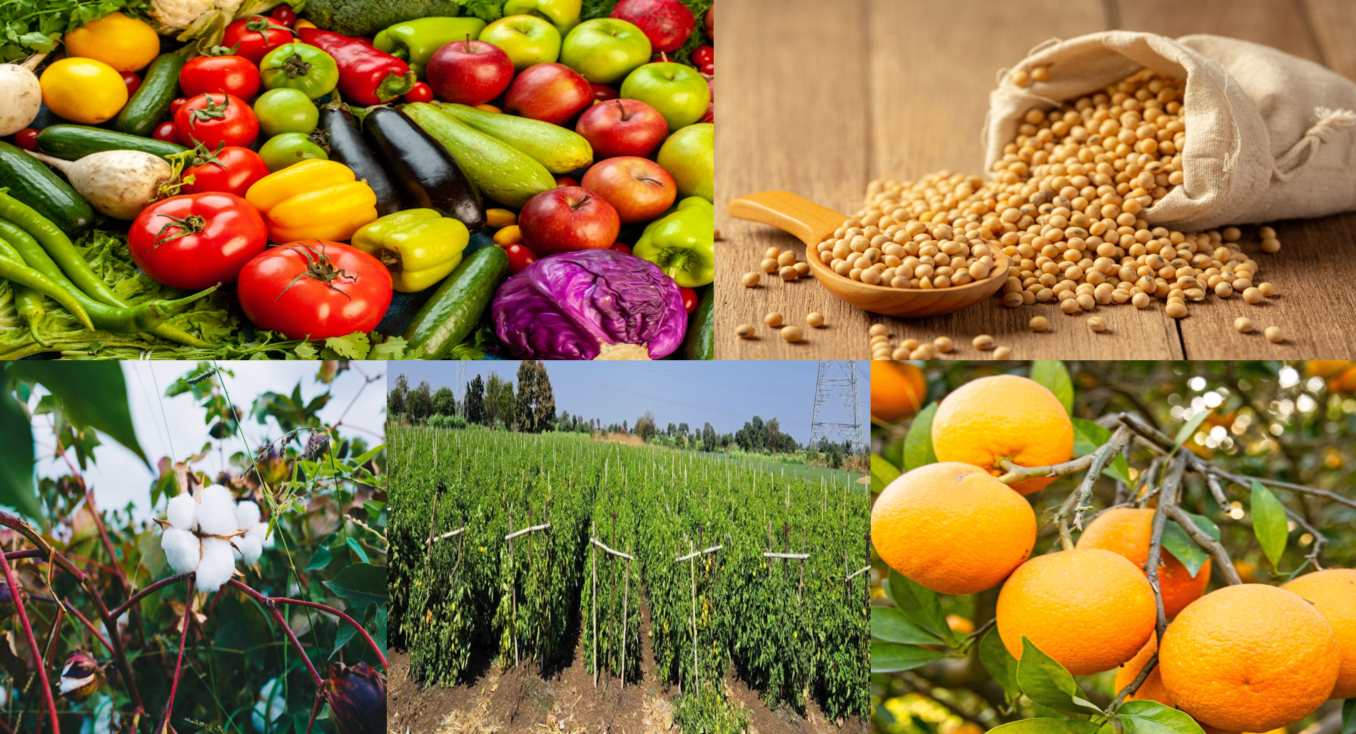 India Crop Science
